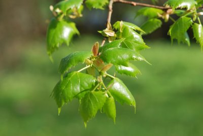 Tilia mongolica - lípa mongolská - jarní větévka